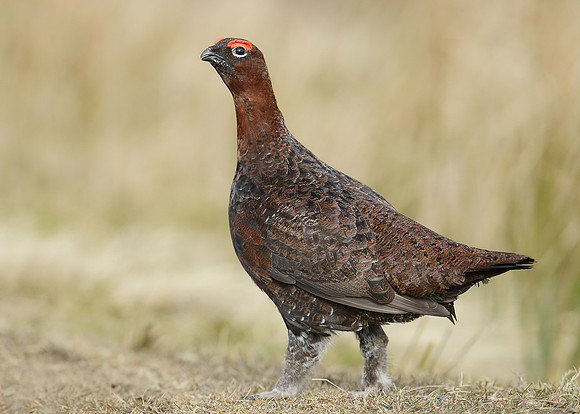 Red Grouse Lagopus lagopus scoticus