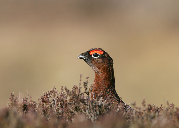 Red Grouse Lagopus lagopus scoticus