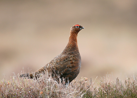 Red Grouse Lagopus lagopus scoticus