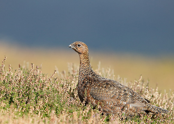 Red Grouse Lagopus lagopus scoticus