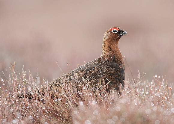 Red Grouse Lagopus lagopus scoticus