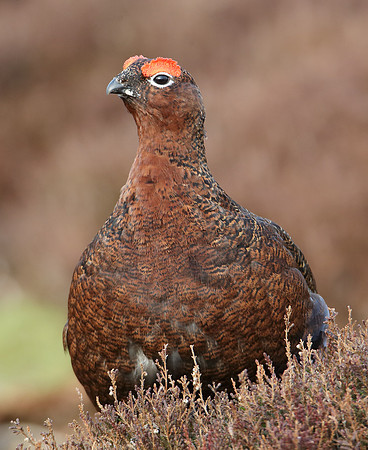 Red Grouse Lagopus lagopus scoticus