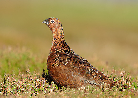 Red Grouse Lagopus lagopus scoticus