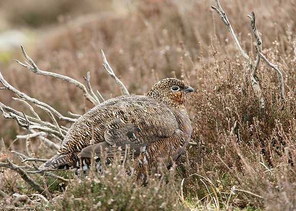 Red Grouse Lagopus lagopus scoticus