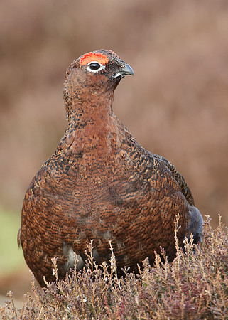 Red Grouse Lagopus lagopus scoticus