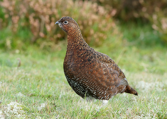 Red Grouse Lagopus lagopus scoticus