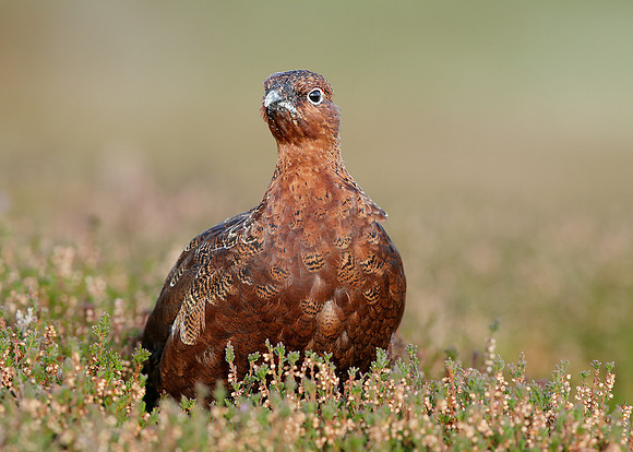 Red Grouse Lagopus lagopus scoticus