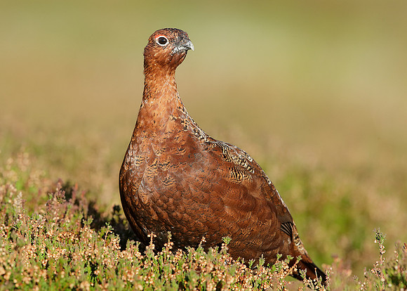Red Grouse Lagopus lagopus scoticus
