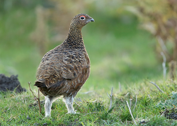 Red Grouse Lagopus lagopus scoticus