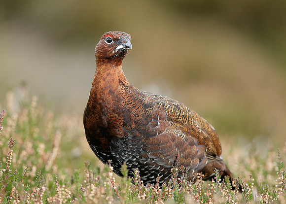 Red Grouse Lagopus lagopus scoticus