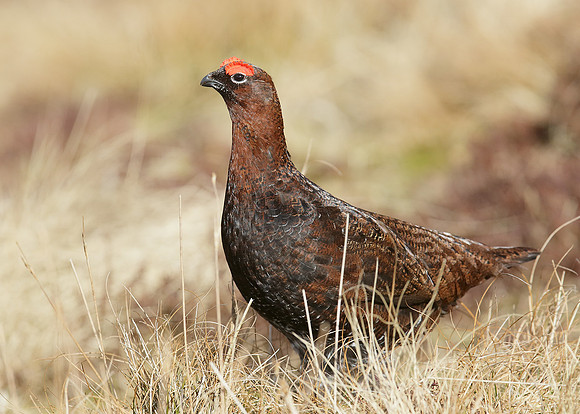 Red Grouse Lagopus lagopus scoticus