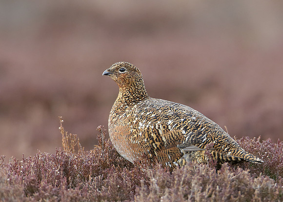 Red Grouse Lagopus lagopus scoticus