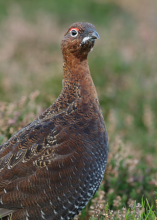 Red Grouse Lagopus lagopus scoticus