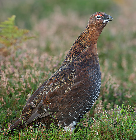 Red Grouse Lagopus lagopus scoticus