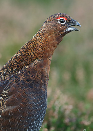 Red Grouse Lagopus lagopus scoticus
