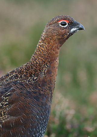 Red Grouse Lagopus lagopus scoticus
