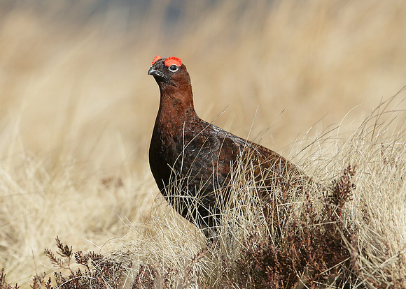 Red Grouse Lagopus lagopus scoticus