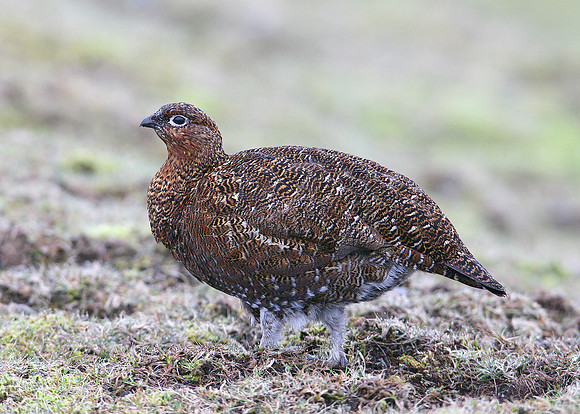 Red Grouse Lagopus lagopus scoticus
