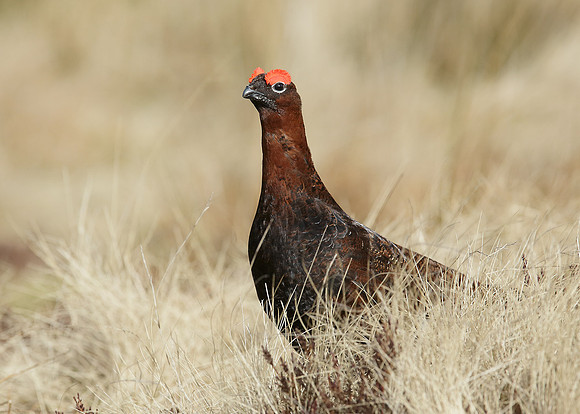Red Grouse Lagopus lagopus scoticus