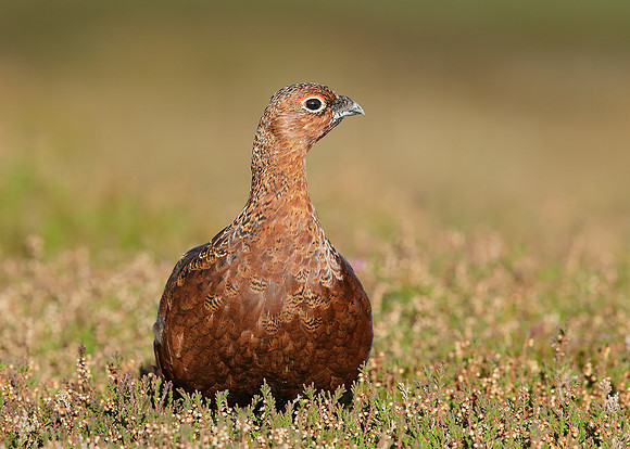 Red Grouse Lagopus lagopus scoticus