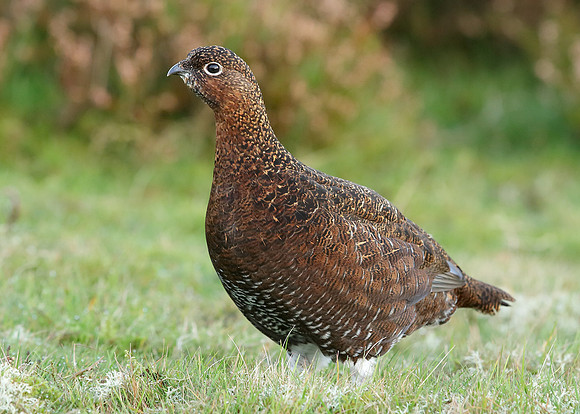 Red Grouse Lagopus lagopus scoticus