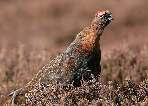 Red Grouse; Lagopus lagopus scoticus