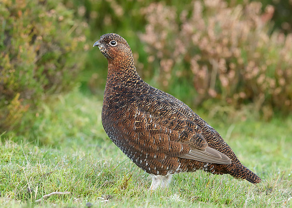 Red Grouse Lagopus lagopus scoticus