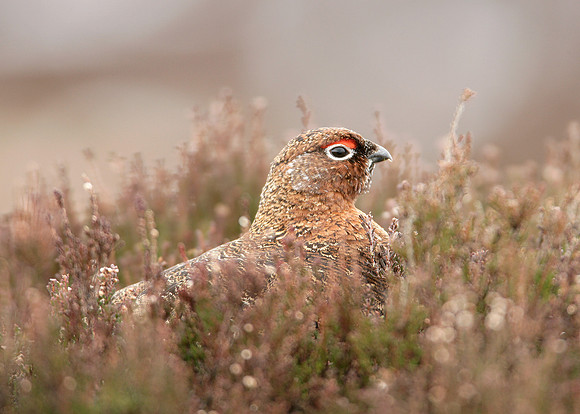 Red Grouse Lagopus lagopus scoticus