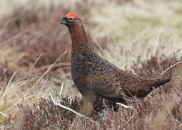 Red Grouse Lagopus lagopus scoticus