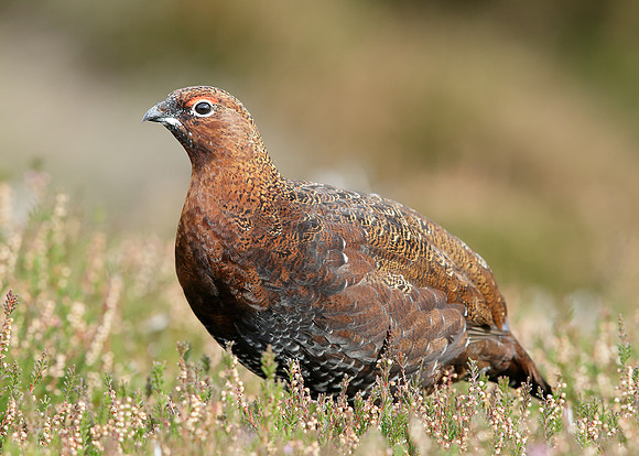 Red Grouse Lagopus lagopus scoticus