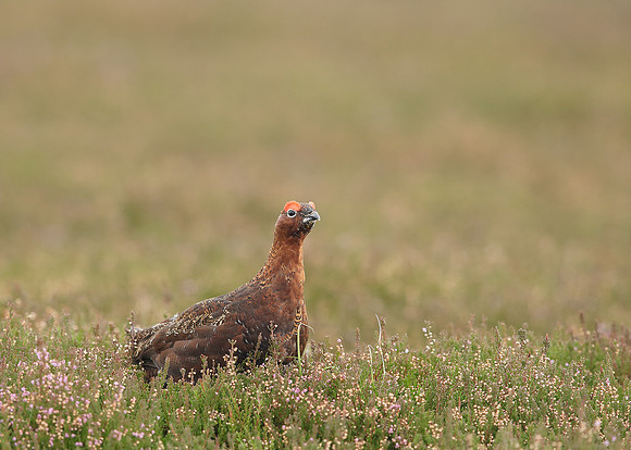 Red Grouse Lagopus lagopus scoticus