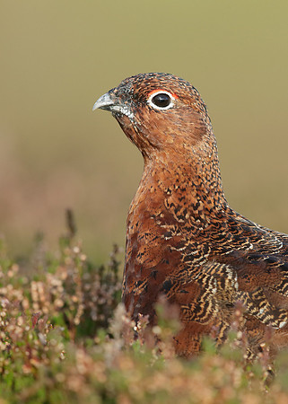 Red Grouse Lagopus lagopus scoticus