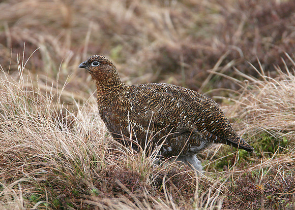 Red Grouse Lagopus lagopus scoticus