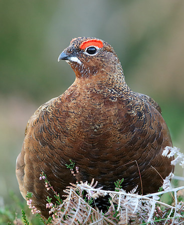 Red Grouse Lagopus lagopus scoticus