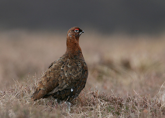 Red Grouse Lagopus lagopus scoticus