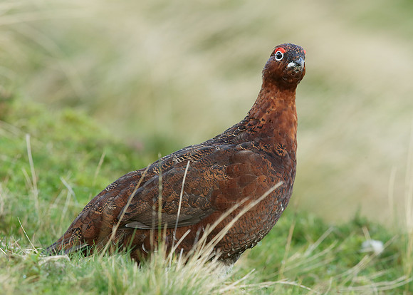 Red Grouse Lagopus lagopus scoticus