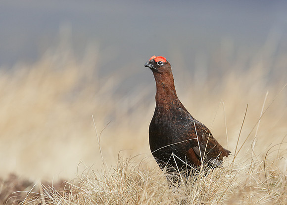 Red Grouse Lagopus lagopus scoticus