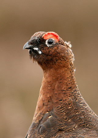 Red Grouse Lagopus lagopus scoticus