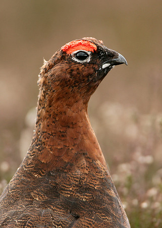 Red Grouse Lagopus lagopus scoticus