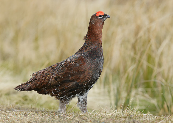 Red Grouse Lagopus lagopus scoticus
