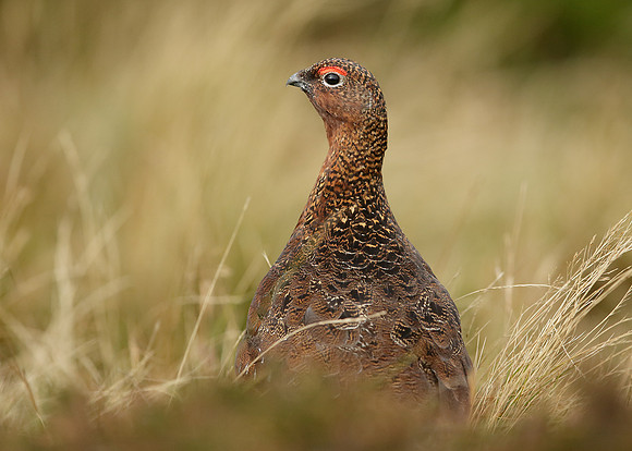 Red Grouse Lagopus lagopus scoticus