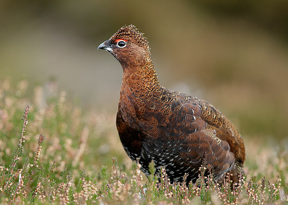 Red Grouse Lagopus lagopus scoticus