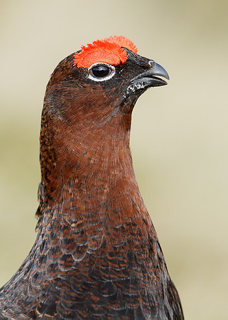 Red Grouse Lagopus lagopus scoticus