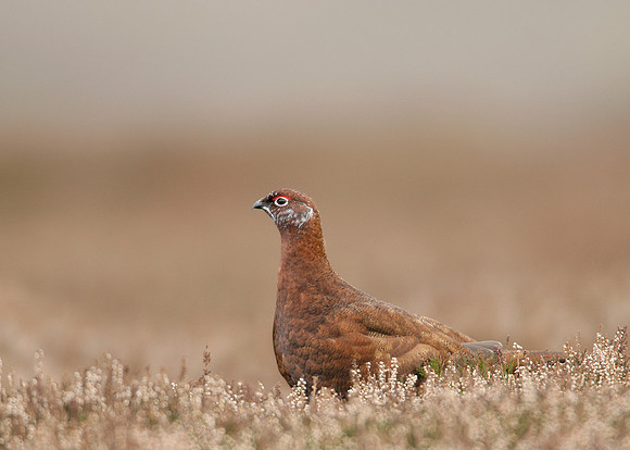 Red Grouse Lagopus lagopus scoticus