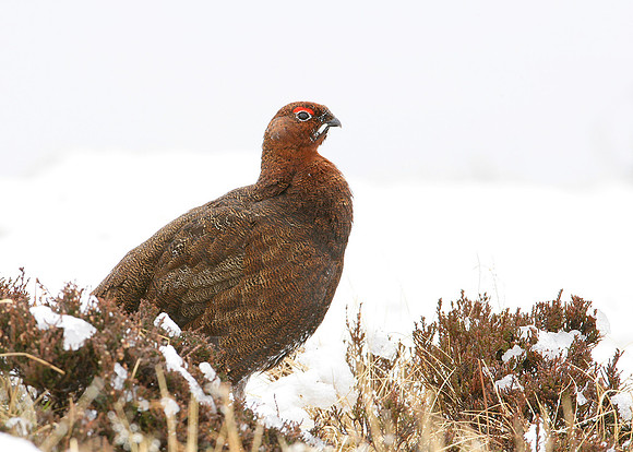 Red Grouse Lagopus lagopus scoticus