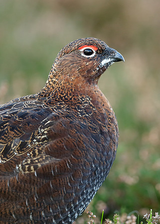 Red Grouse Lagopus lagopus scoticus