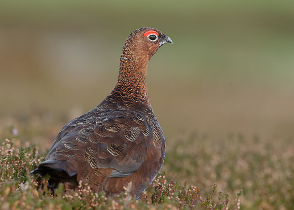 Red Grouse Lagopus lagopus scoticus