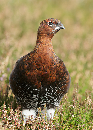 Red Grouse Lagopus lagopus scoticus