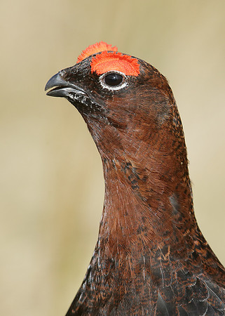 Red Grouse Lagopus lagopus scoticus