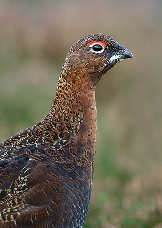 Red Grouse Lagopus lagopus scoticus